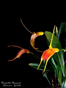 Masdevallia Marguerite