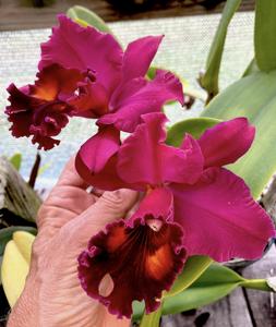 Rhyncholaeliocattleya Pisgah Raspberry