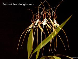 Brassia Memoria Fritz Boedeker