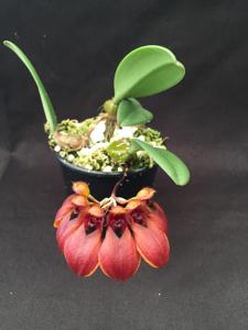 Bulbophyllum Rita Lai