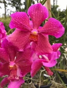 Papilionanda Chao Praya Sunshine