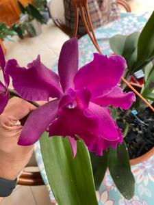 Cattleya F. W. Wigan