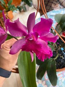 Cattleya F. W. Wigan