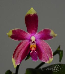 Phalaenopsis African Sunset