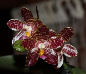 Phalaenopsis Zheng Min Badger