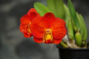 Cattleya Chief Gem