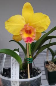 Rhyncholaeliocattleya Big Bang FCA