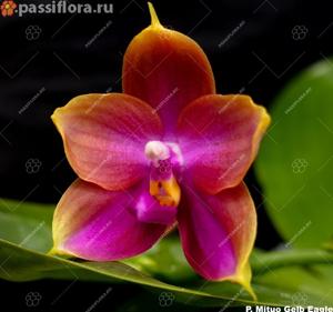 Phalaenopsis Mituo Gelb Eagle