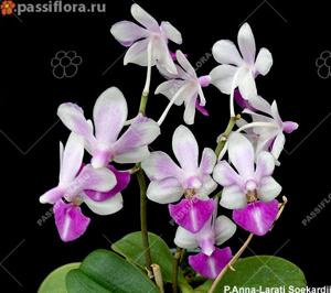 Phalaenopsis Anna-Larati Soekardi