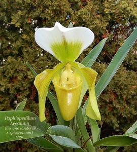 Paphiopedilum Leeanum