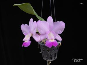 Cattleya Tsiku Taiwan