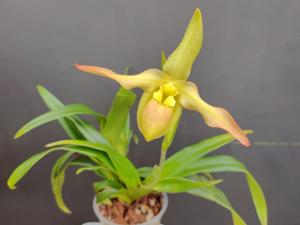 Phragmipedium Lutz Röllke