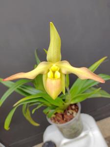 Phragmipedium Lutz Röllke