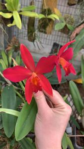 Cattleya Psyche