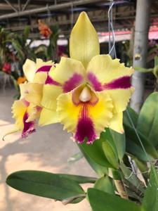 Rhyncholaeliocattleya Thaksina Candy