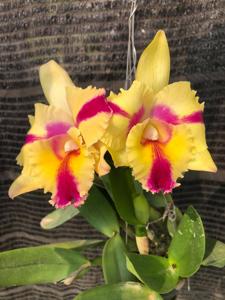 Rhyncholaeliocattleya Thaksina Candy