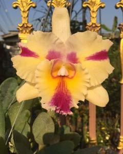 Rhyncholaeliocattleya Thaksina Candy