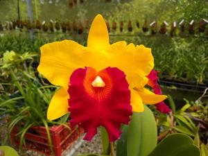 Rhyncholaeliocattleya Shinfong Castle