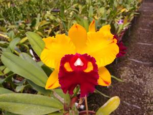 Rhyncholaeliocattleya Shinfong Castle