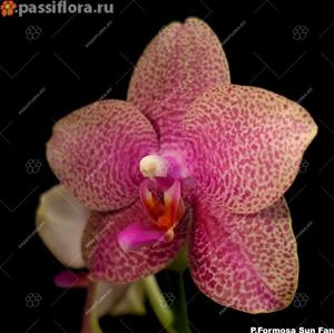 Phalaenopsis Formosa San Fan