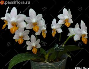 Phalaenopsis Mini Mark