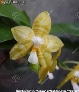 Phalaenopsis Aber Lover