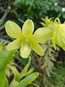 Dendrobium Aridang Green