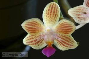 Phalaenopsis MD's Mercy Me