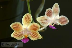 Phalaenopsis MD's Mercy Me