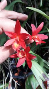 Cattlianthe Rojo