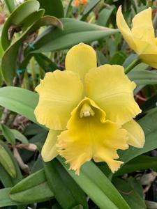 Rhyncholaeliocattleya Hunabu Esmeralda