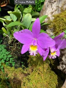 Cattleya Lystra Millet