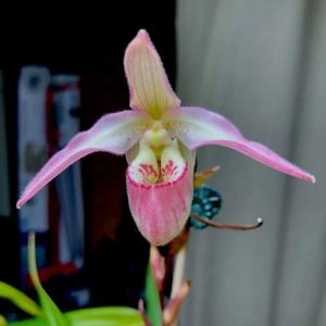 Phragmipedium Rockland Lake