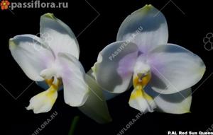 Phalaenopsis AL Redsun Queen