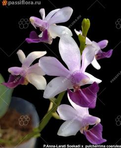 Phalaenopsis Memoria Val Rettig