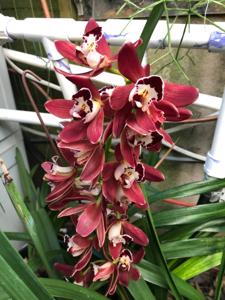 Cymbidium Mimi