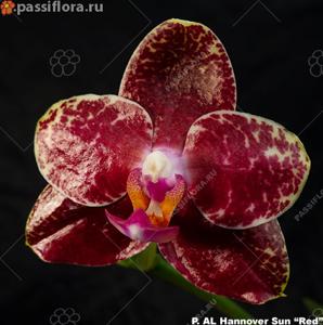 Phalaenopsis AL Sun Hannover