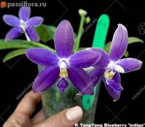 Phalaenopsis YangYang Blueberry