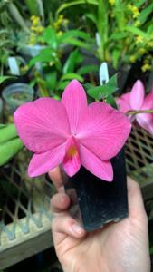 Cattleya Pink Pearl