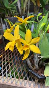 Cattlianthe Blazing Sun