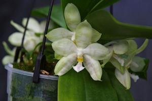 Phalaenopsis Micholitz Corning-Luedde