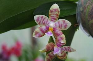 Phalaenopsis Micholitz Corning-Luedde