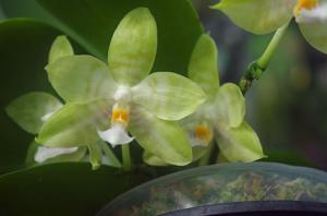 Phalaenopsis Micholitz Corning-Luedde