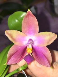 Phalaenopsis La Belle Amelie