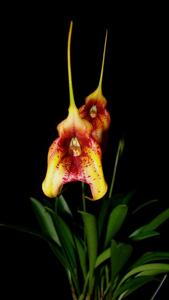 Masdevallia Incan Sun