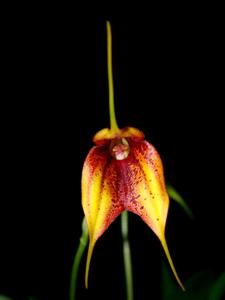 Masdevallia Incan Sun