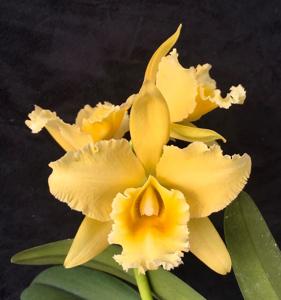 Rhyncholaeliocattleya Golden Sands (1970)