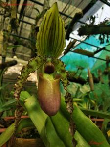 Paphiopedilum Landmark