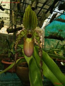 Paphiopedilum Landmark