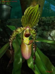 Paphiopedilum Landmark